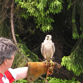 falconry-s.jpg