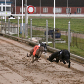 greyhound-racing-s.jpg